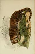 Imagem de Leopardus geoffroyi (d'Orbigny & Gervais 1844)