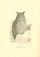 Image of Bubo ignavus