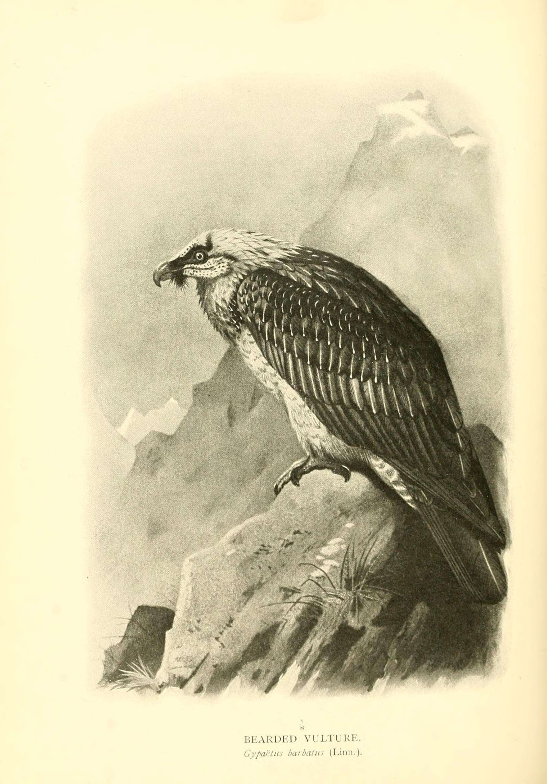 Image de Gypaetus Storr 1784