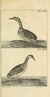 Plancia ëd Podiceps grisegena (Boddaert 1783)