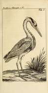 Image of Grey Heron