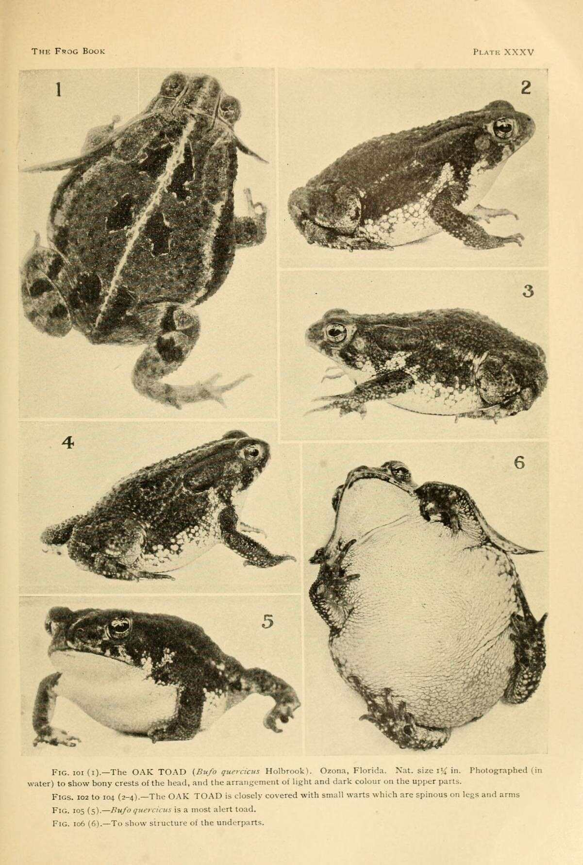 Sivun Anaxyrus quercicus (Holbrook 1840) kuva
