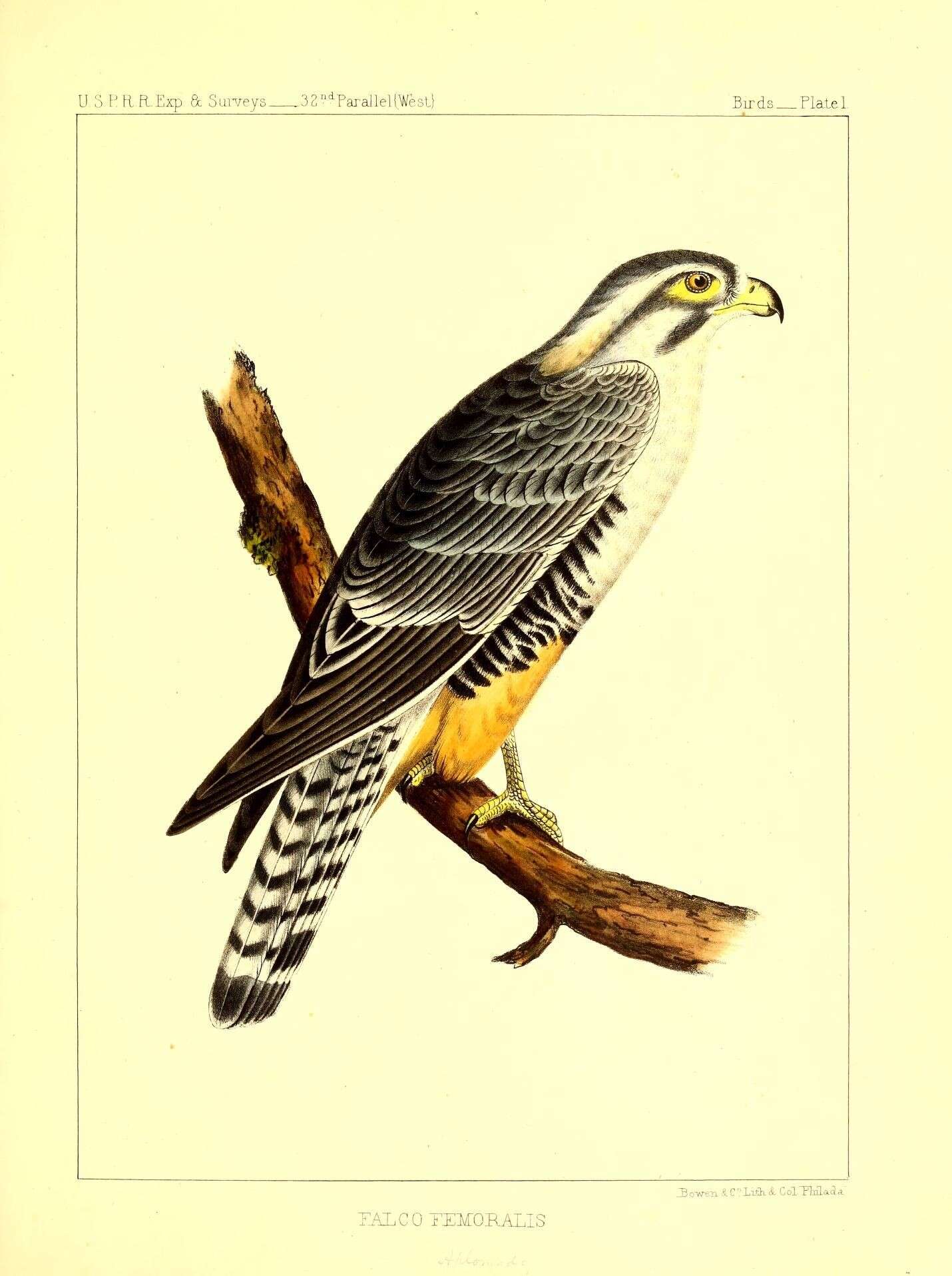 Falco femoralis Temminck 1822 resmi