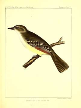 Image of Brown-crested Flycatcher