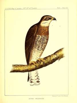 Image of Swainson's Hawk