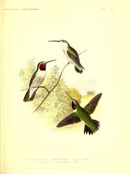 Image of Broad-tailed Hummingbird