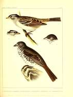 Image of White-crowned Sparrow