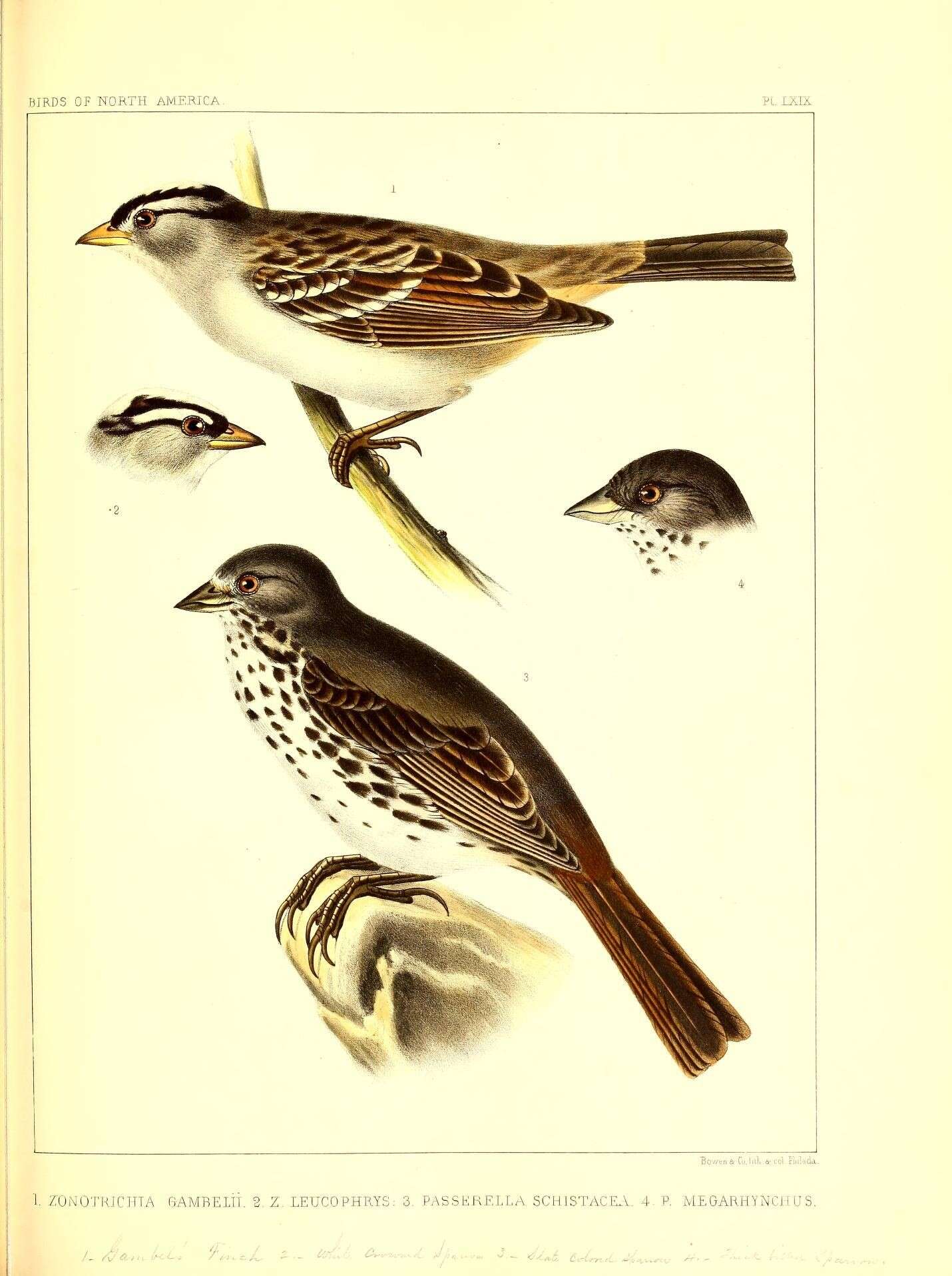 Image of White-crowned Sparrow