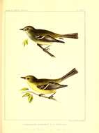 Empidonax hammondii (Xántus 1858)的圖片