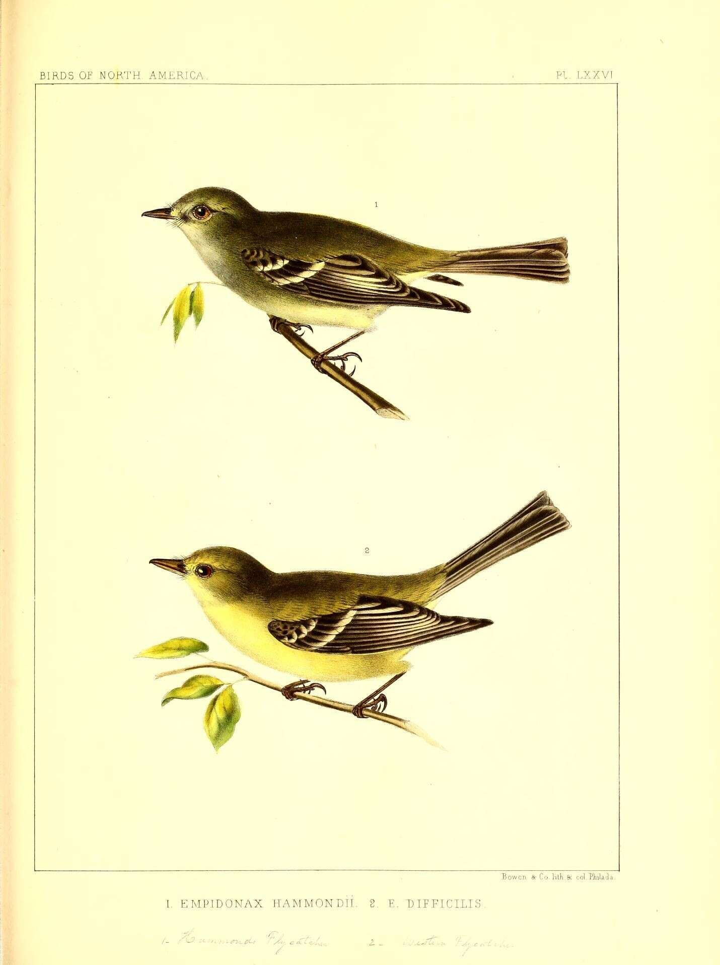 Empidonax hammondii (Xántus 1858)的圖片