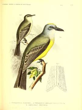 Image of Couch's Kingbird