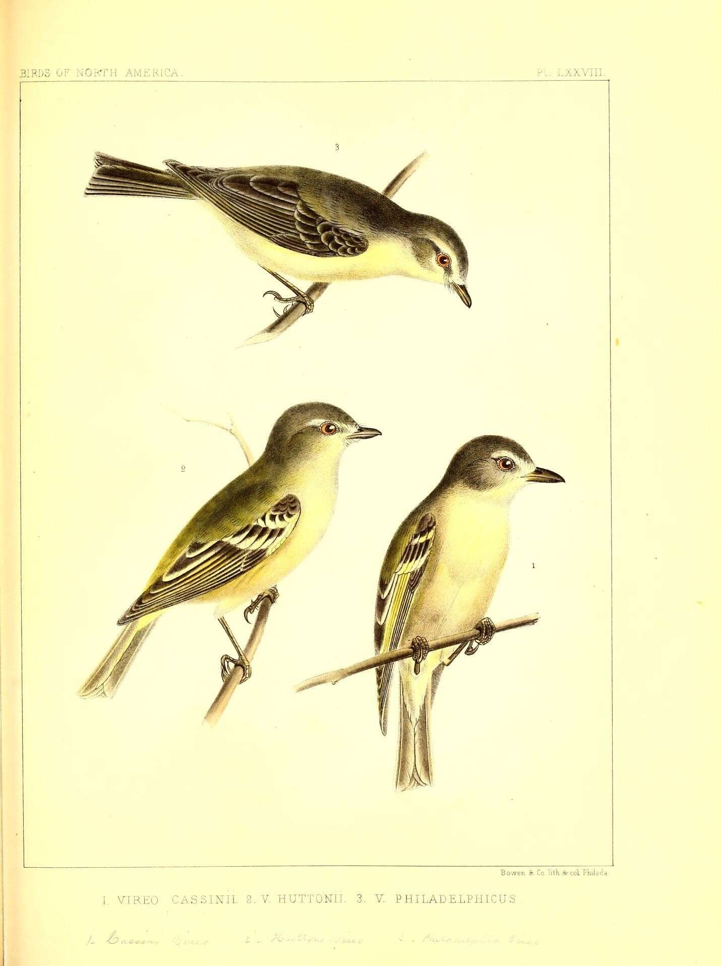 Image of Cassin's Vireo