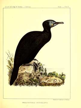 Image of Brandt's Cormorant