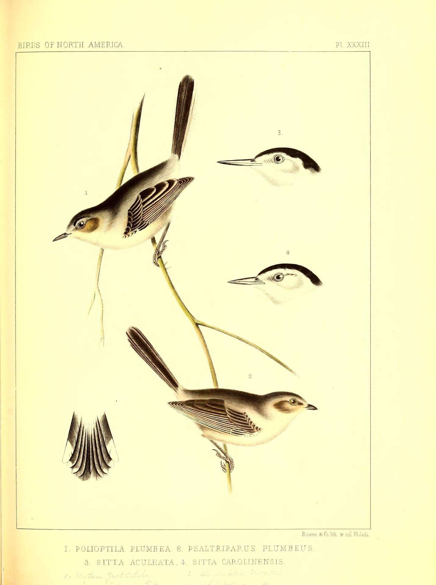 Image of gnatcatchers