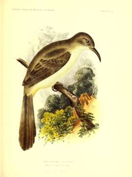 Image of Le Conte's Thrasher