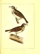 Image of Swainson's Thrush