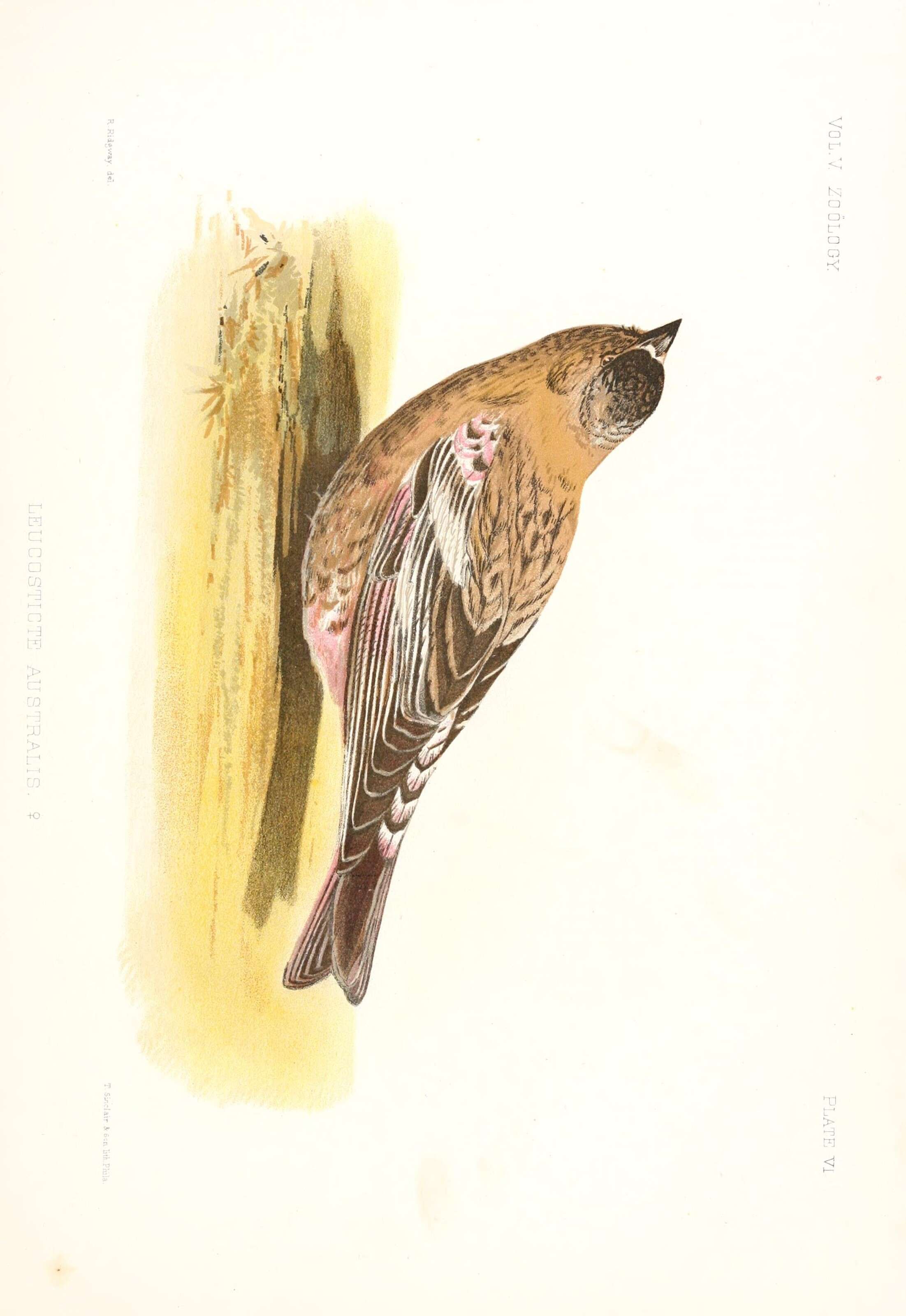 Слика од Leucosticte australis Ridgway 1874