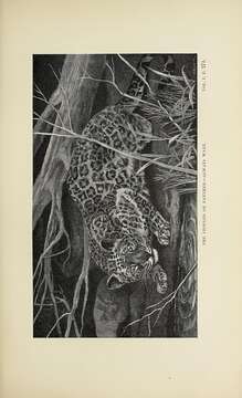 Image of Leopard