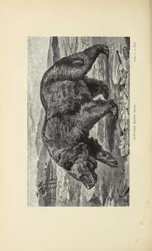 Image of Brown Bear