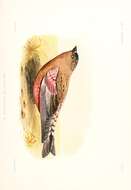 Слика од Leucosticte australis Ridgway 1874