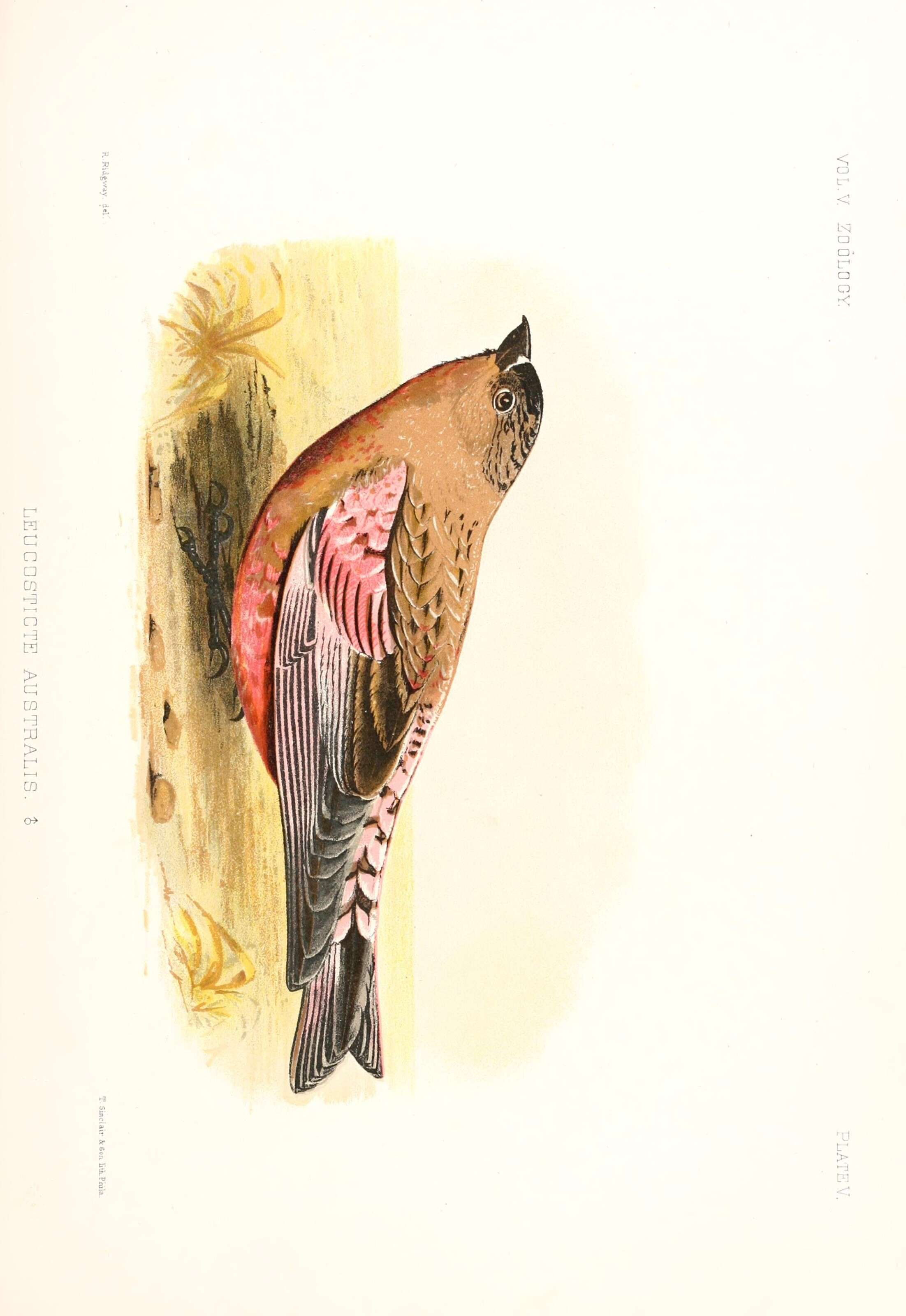 Слика од Leucosticte australis Ridgway 1874