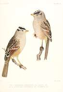 Image of White-crowned Sparrow