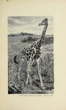 Image of Giraffe