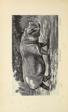 Image of Common Hippopotamus