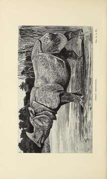 Image of Indian Rhinoceros