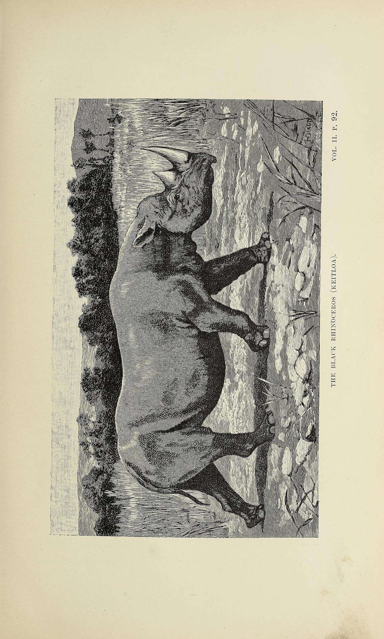 Image of Black Rhinoceros