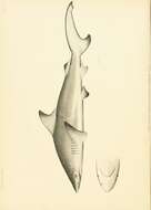 Слика од Carcharhinus limbatus (Müller & Henle 1839)