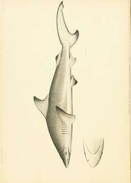 Image of Blacktip Shark