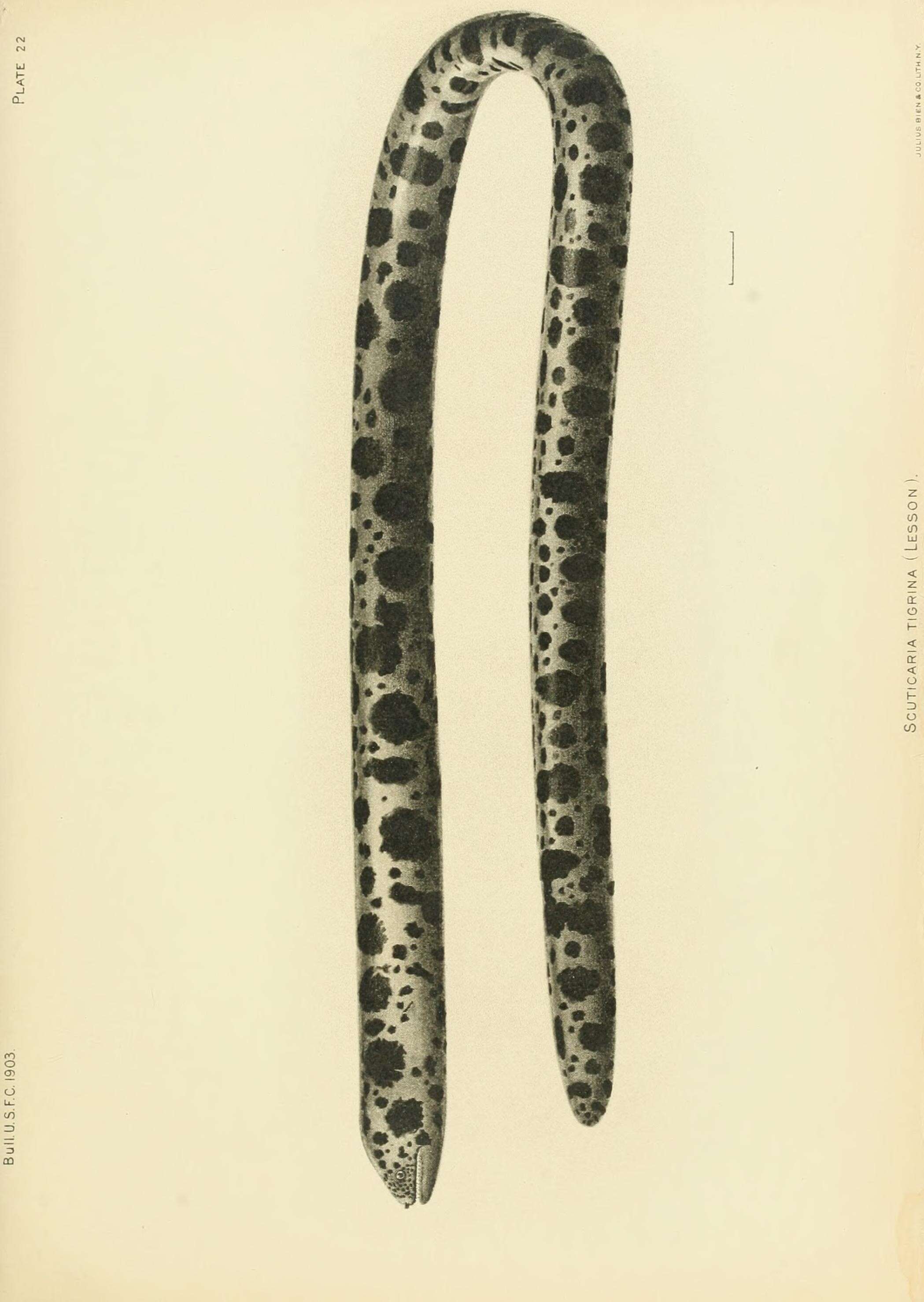 Image of Scuticaria