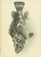 Слика од Scorpaenopsis diabolus (Cuvier 1829)