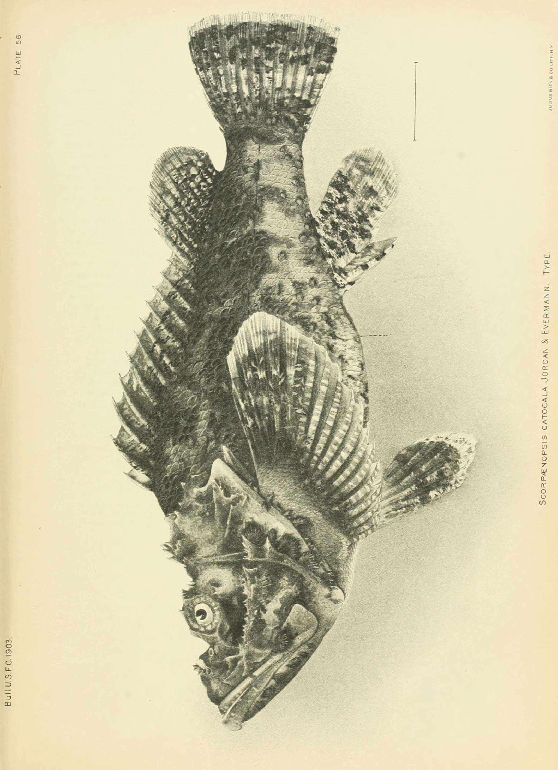 Sivun Scorpaenopsis diabolus (Cuvier 1829) kuva