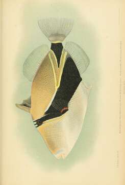 Image of Reef triggerfish