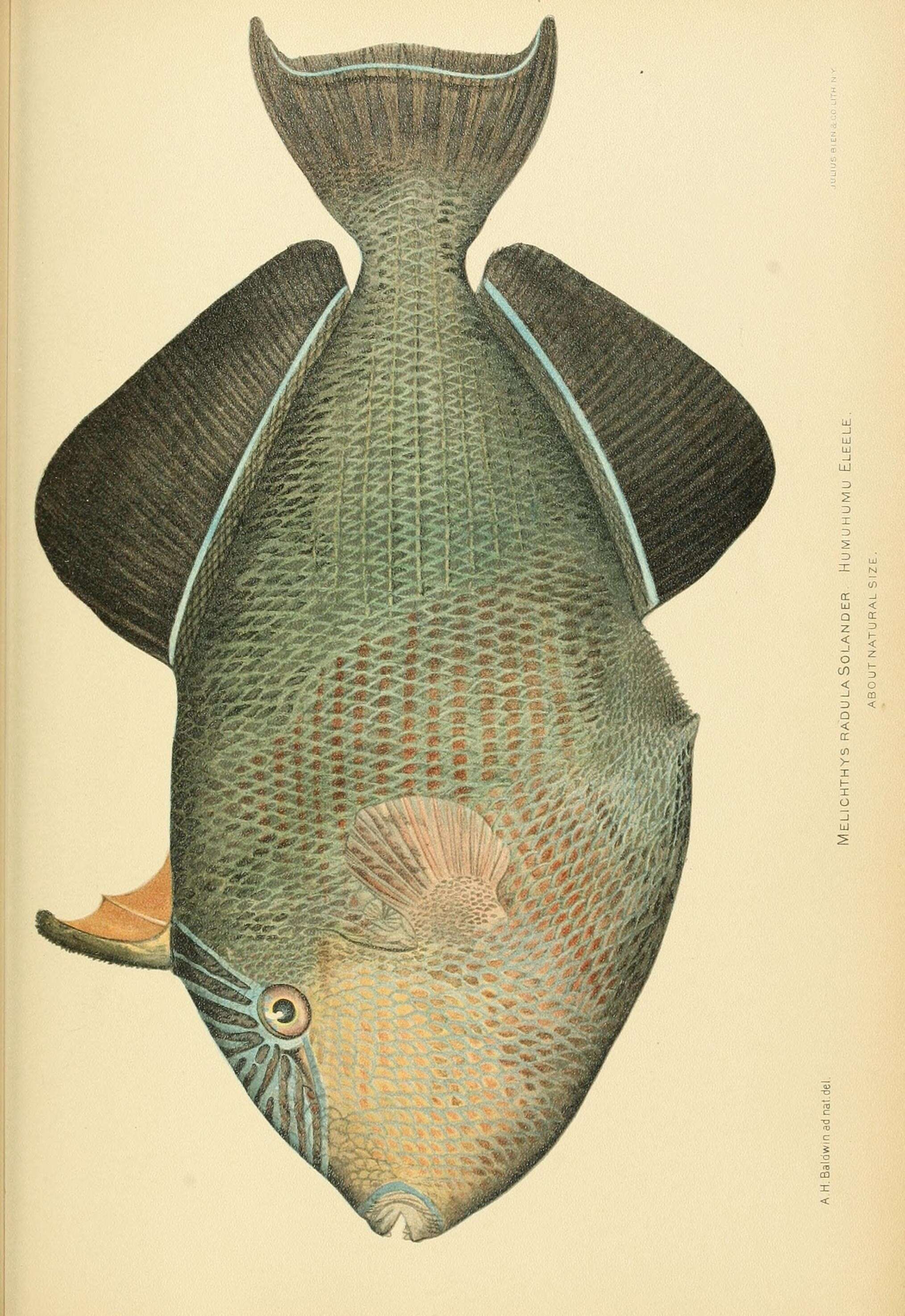 Image of Melichthys