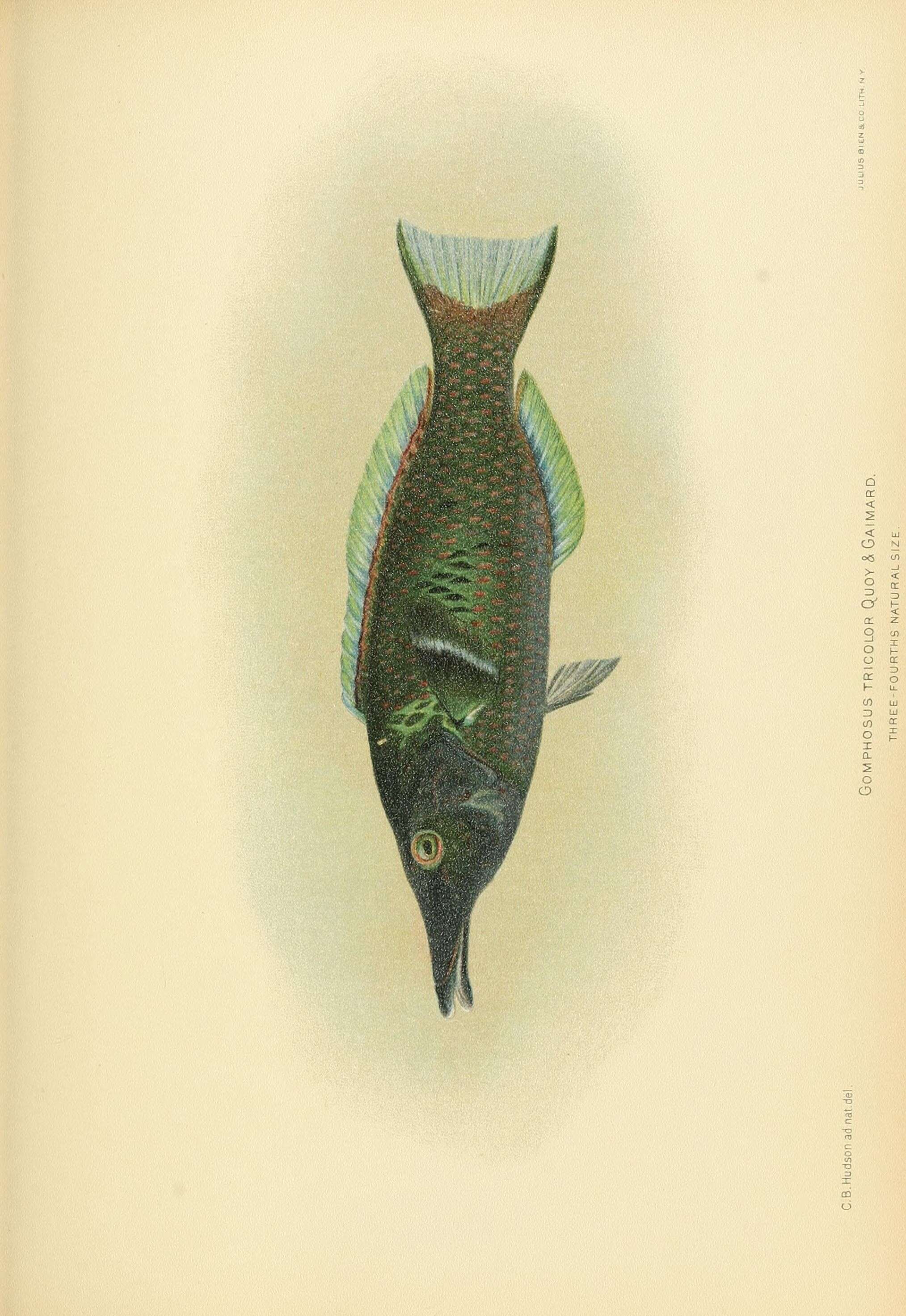 Image of Bird wrasse