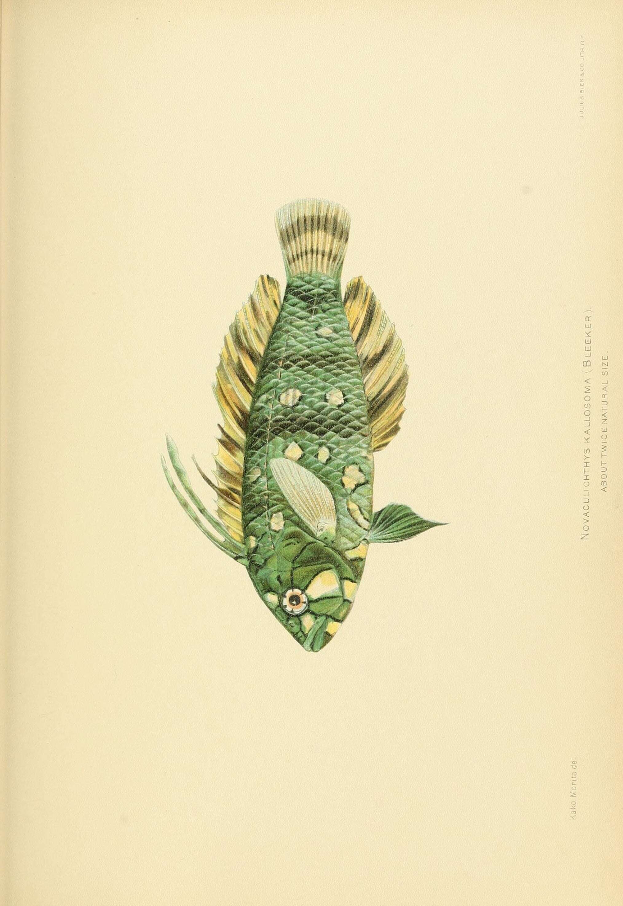 Image of Novaculichthys