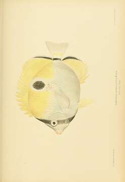 Image of Limespot Butterflyfish