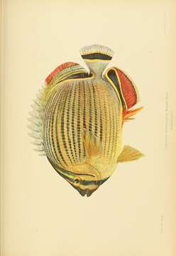 Image of Lineated Butterflyfish