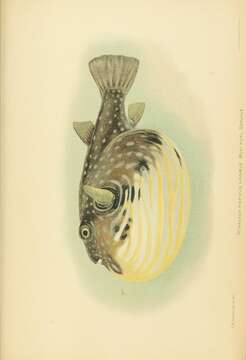 Image of Broadbarred Toadfish