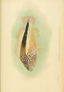 Image of Blackside Hawkfish