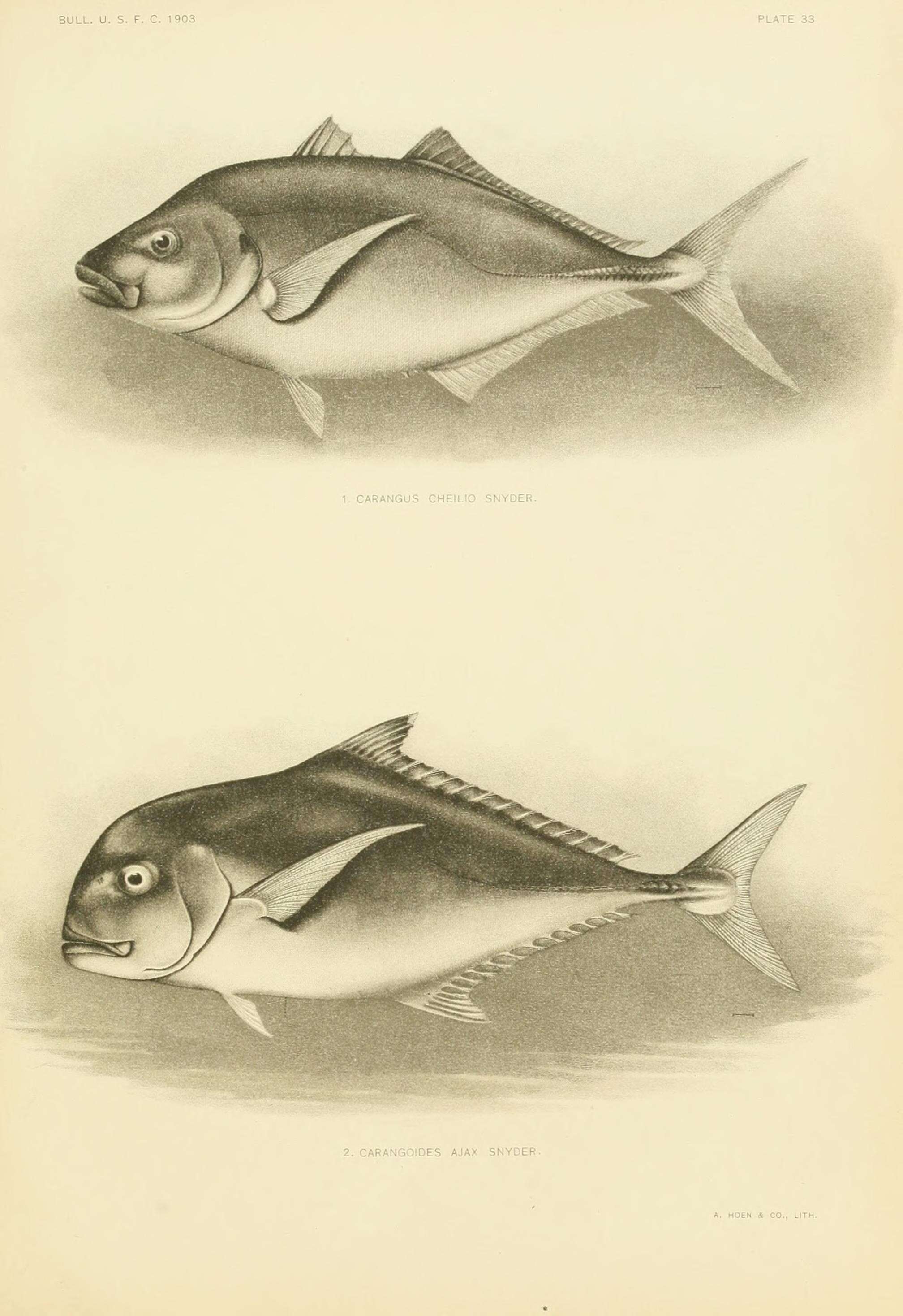 Image of African Pompano