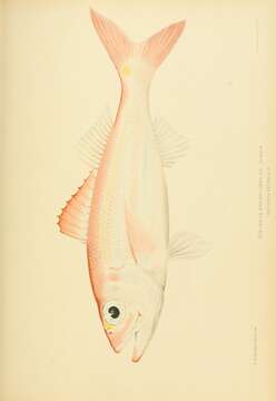 Image of Deepwater Red Snapper