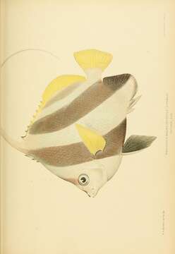 Image of Bannerfish