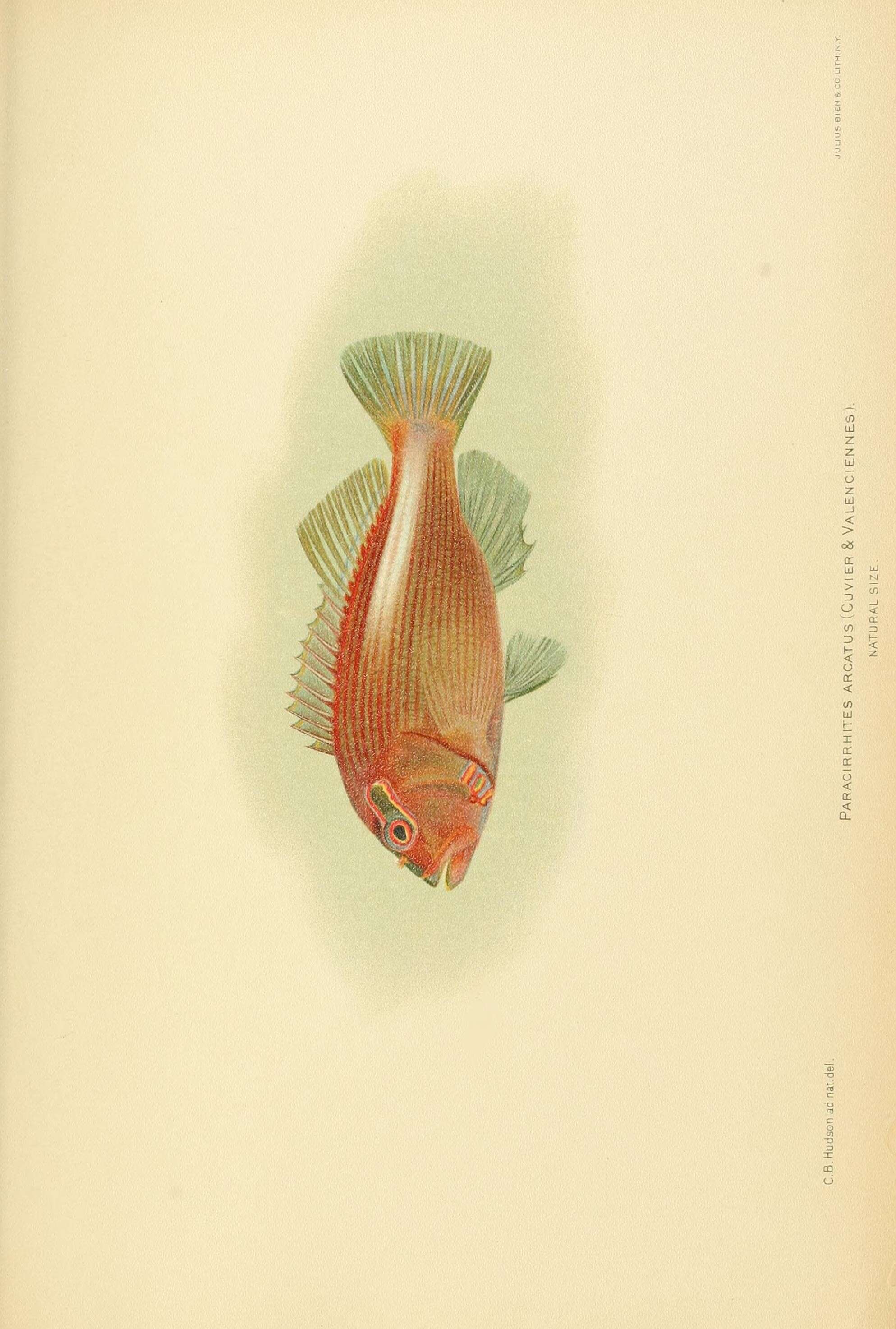 Image of Arc-eye Hawkfish