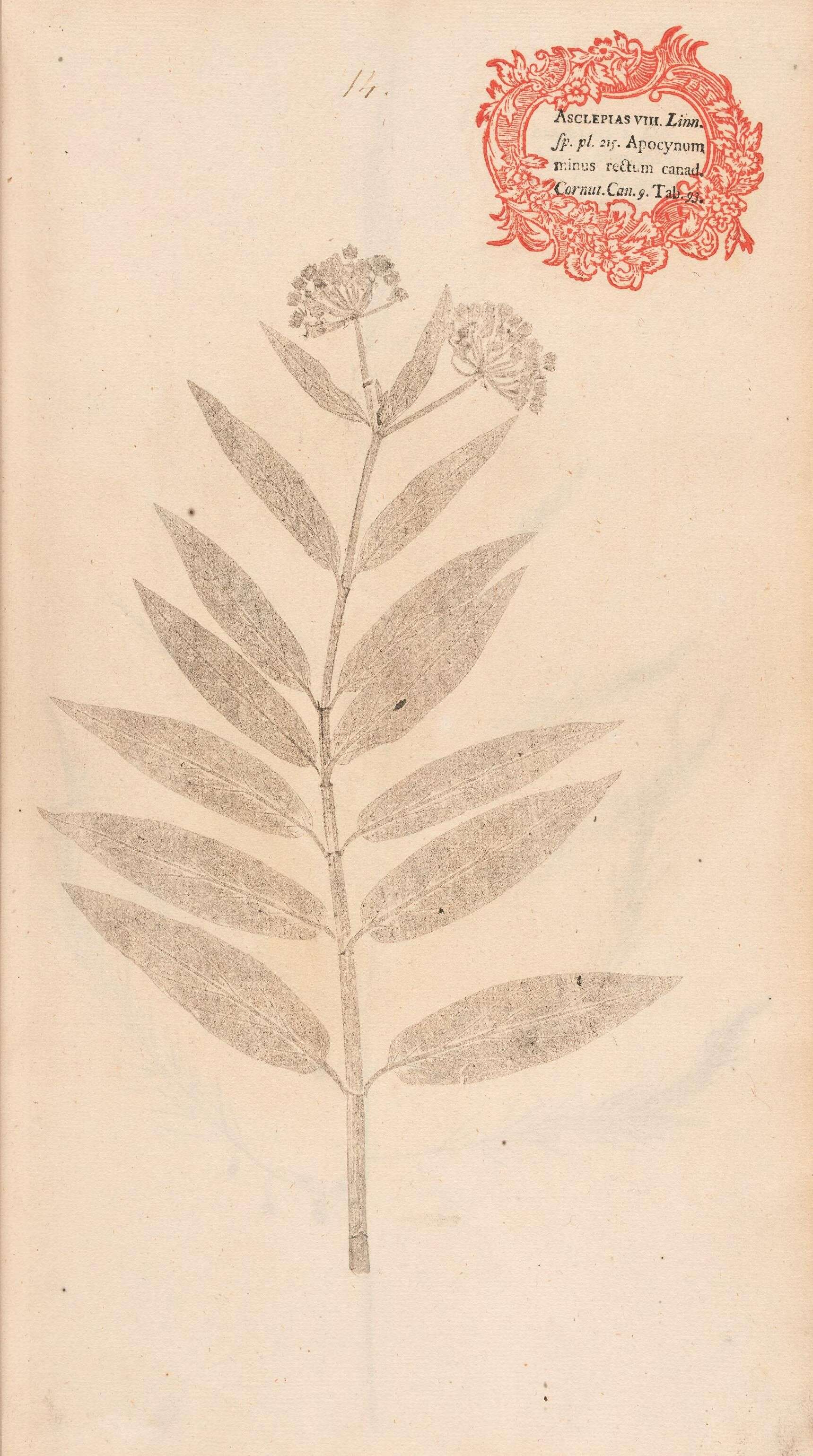 Image of swamp milkweed