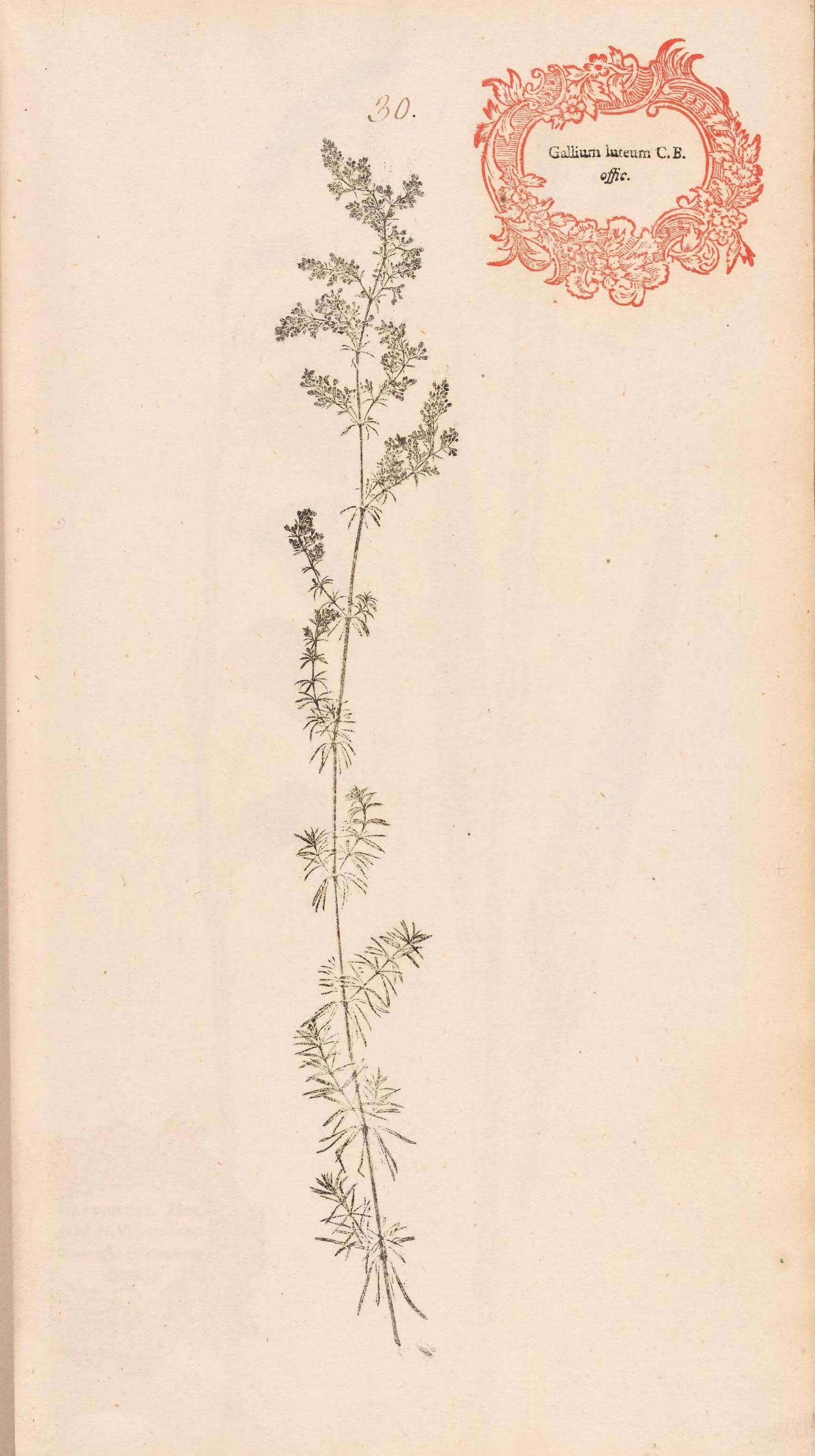 Image of Lady's Bedstraw