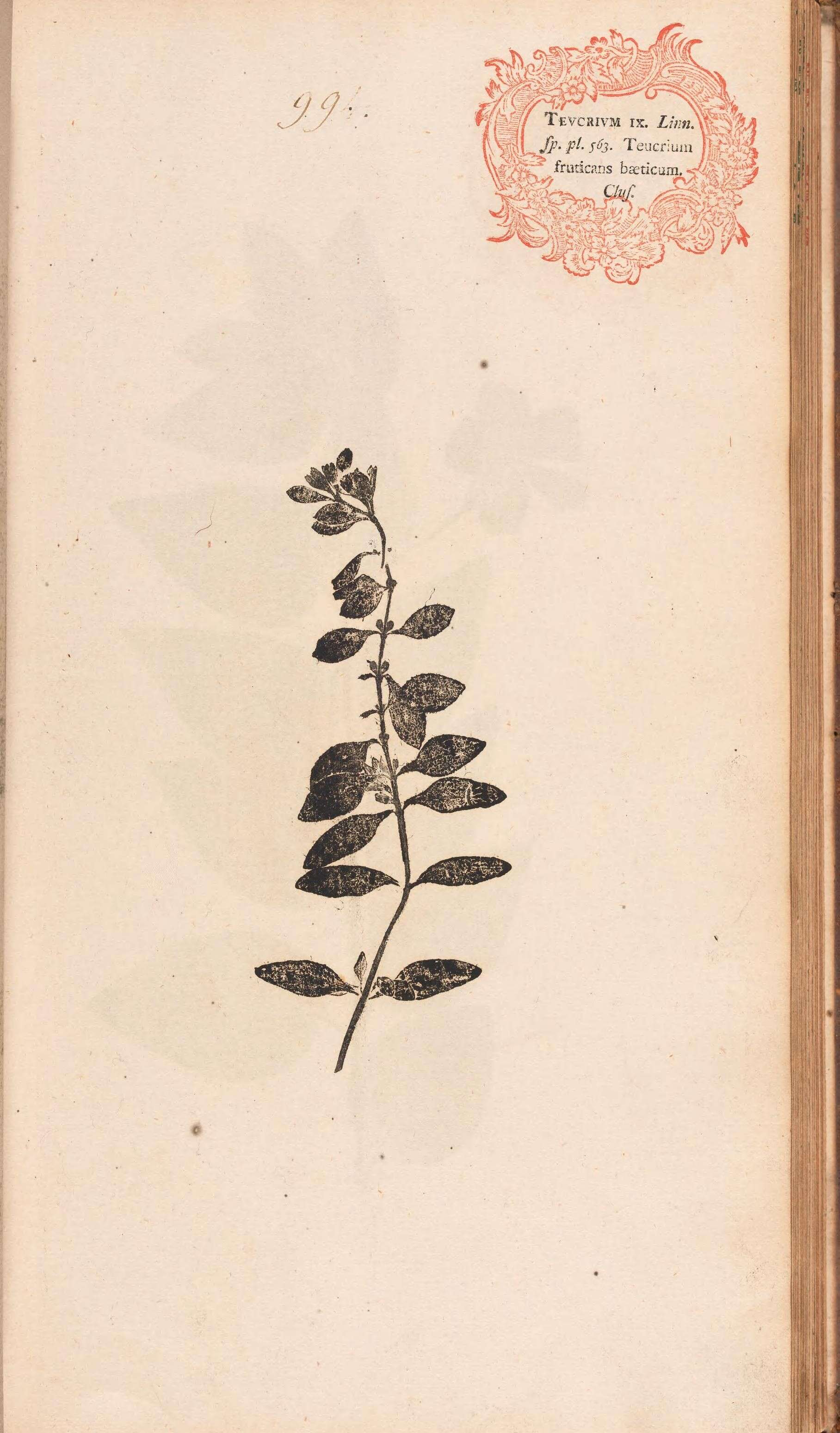 Image of Health Speedwell